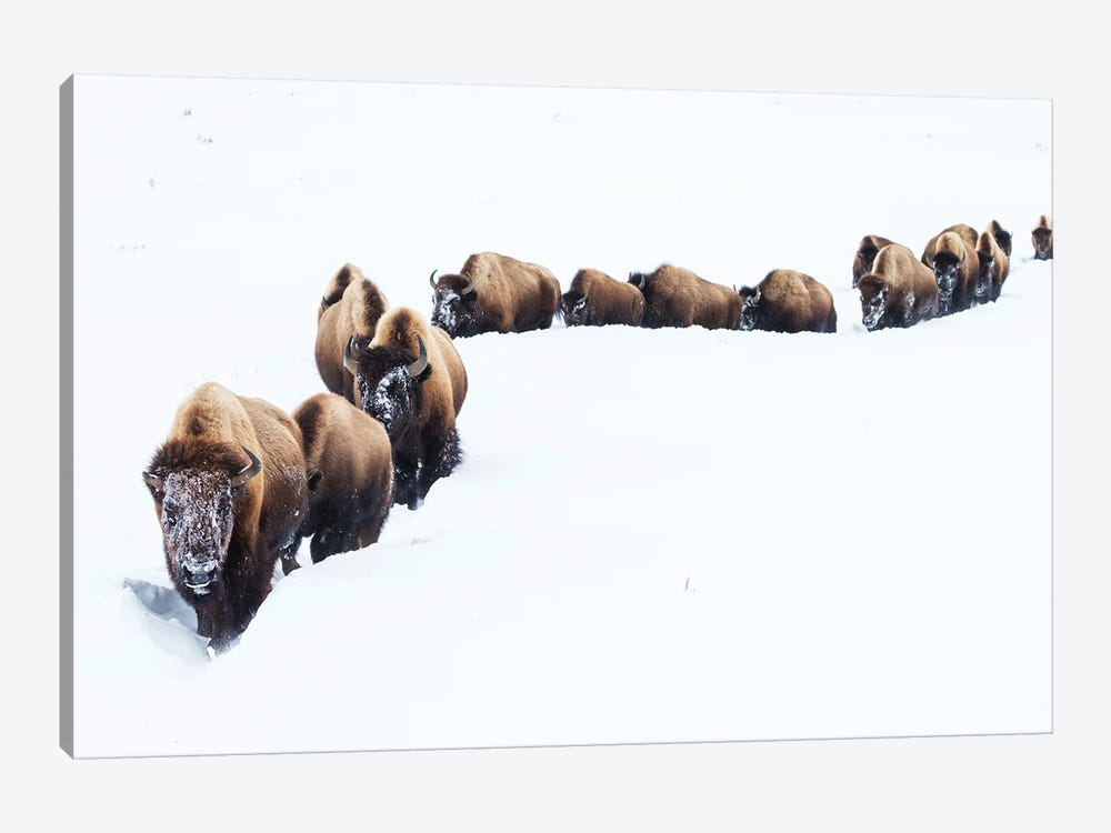 Bison, Winter Migration by Ken Archer 1-piece Art Print