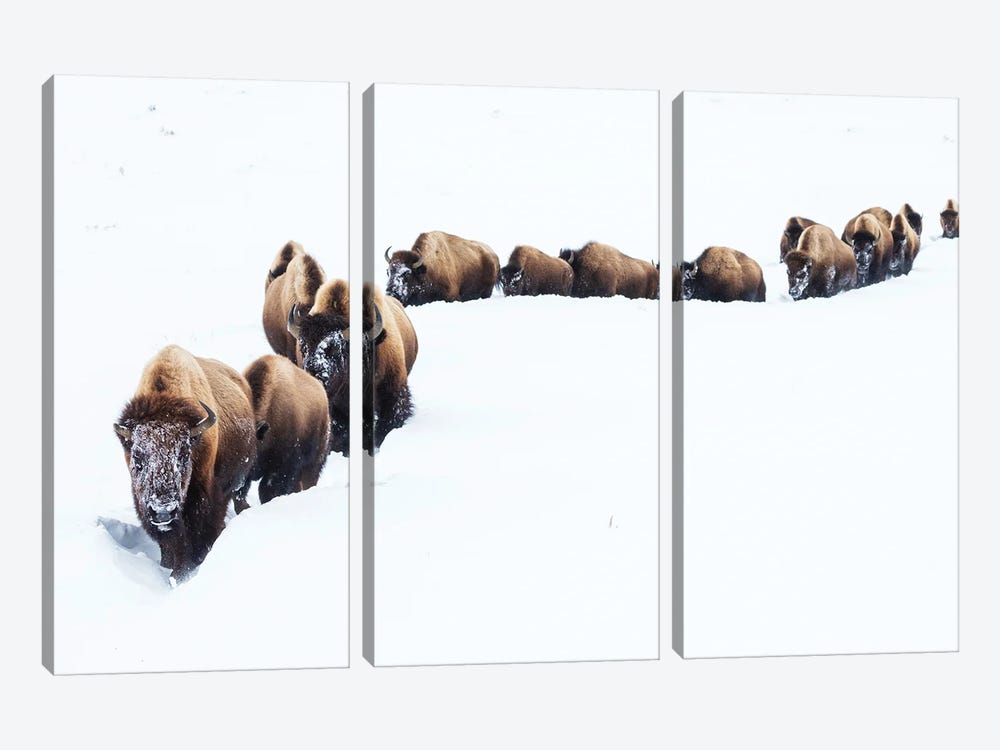 Bison, Winter Migration by Ken Archer 3-piece Canvas Print