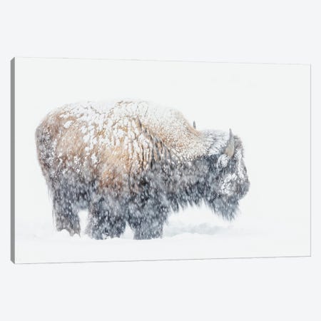 Bison, Winter Storm Canvas Print #CHE162} by Ken Archer Canvas Print