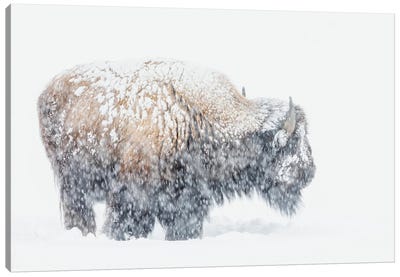 Bison, Winter Storm Canvas Art Print