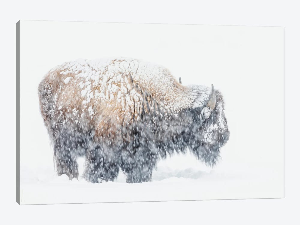Bison, Winter Storm by Ken Archer 1-piece Canvas Artwork
