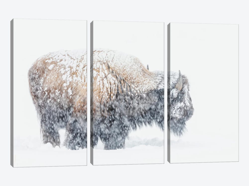 Bison, Winter Storm by Ken Archer 3-piece Canvas Wall Art