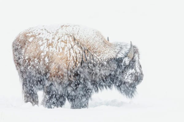 Ken Archer: Bison, Winter Storm by Ken Archer