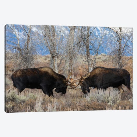 Bull Moose Sparring Canvas Print #CHE163} by Ken Archer Canvas Print