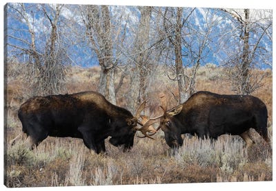 Bull Moose Sparring Canvas Art Print - Moose Art