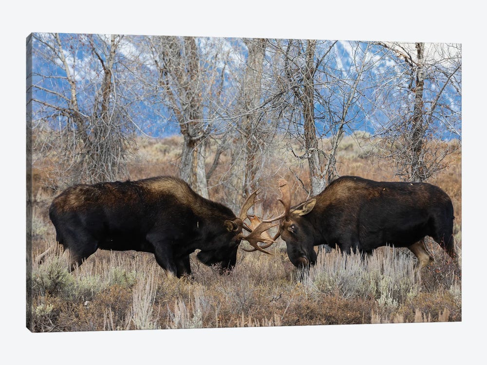 Bull Moose Sparring by Ken Archer 1-piece Canvas Print