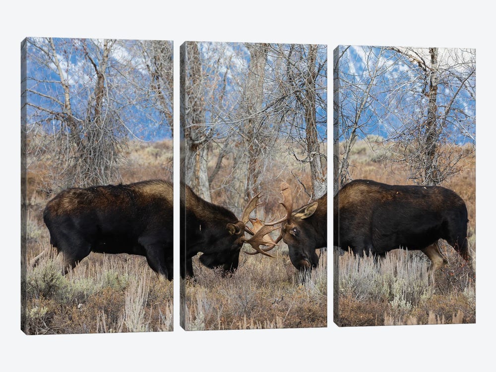 Bull Moose Sparring by Ken Archer 3-piece Canvas Print