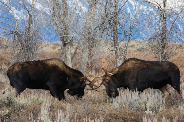 Ken Archer: Bull Moose Sparring by Ken Archer