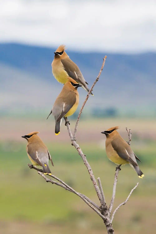 Cedar Waxwings, Spring Migration by Ken Archer wall art