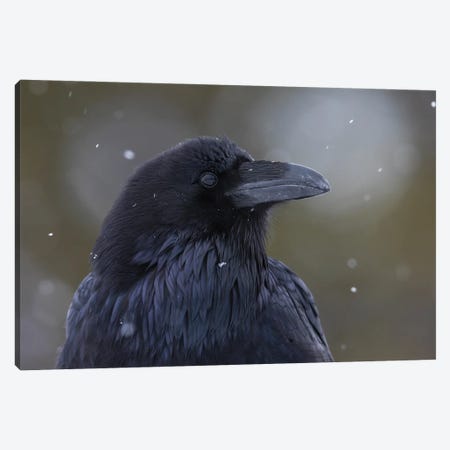 Common Raven, Winter Close-Up Canvas Print #CHE165} by Ken Archer Canvas Art