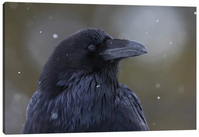 Common Raven, Winter Close-Up Canvas Art Print - Raven Art