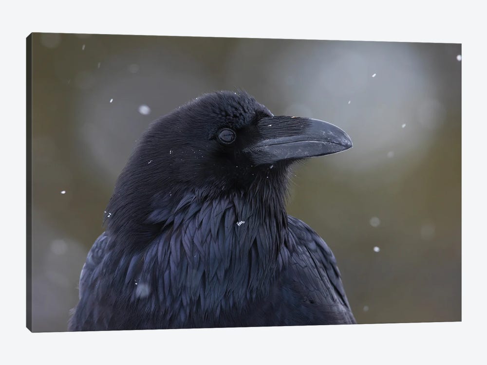 Common Raven, Winter Close-Up by Ken Archer 1-piece Canvas Print