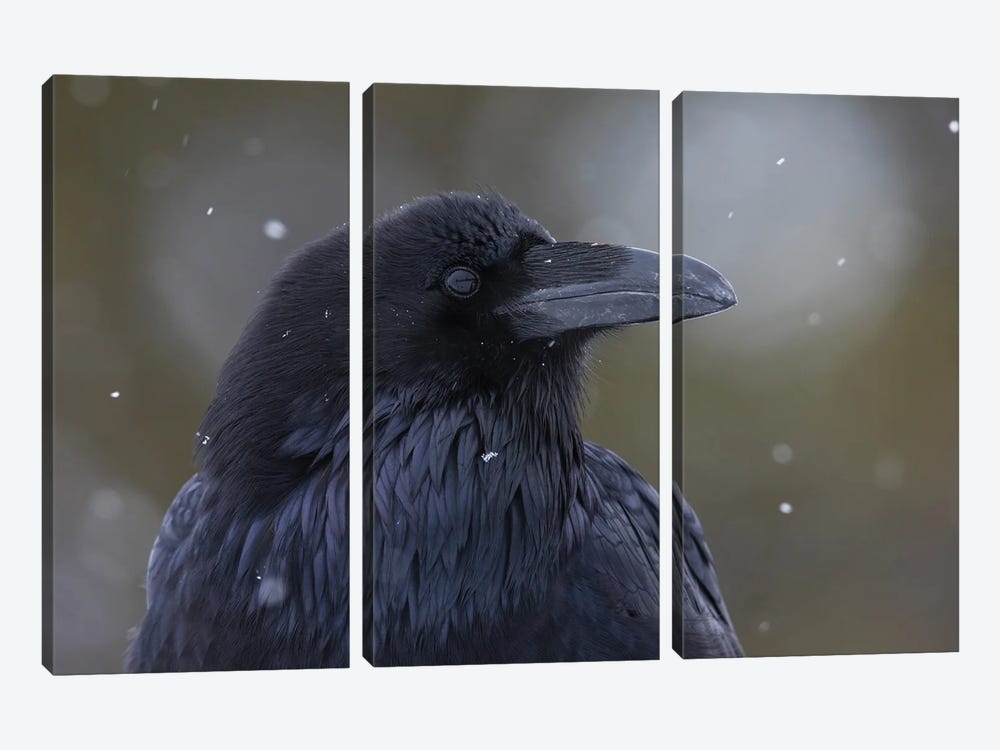 Common Raven, Winter Close-Up by Ken Archer 3-piece Art Print