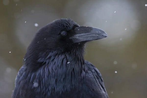 Ken Archer: Common Raven, Winter Close-Up by Ken Archer