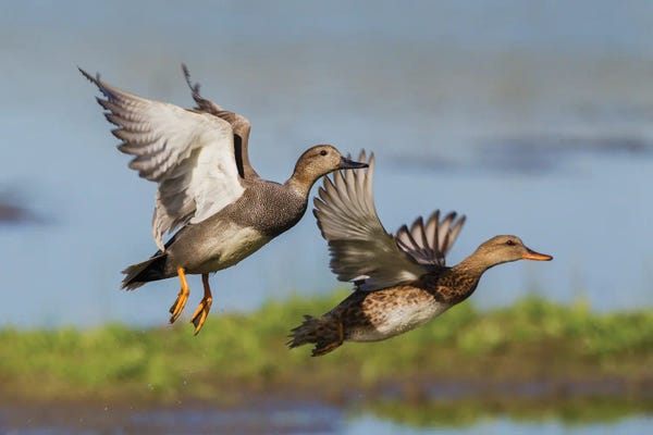 Ken Archer: Gadwall Pair Flying by Ken Archer