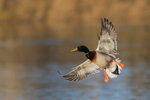 Ken Archer: Mallard Drake Alighting by Ken Archer