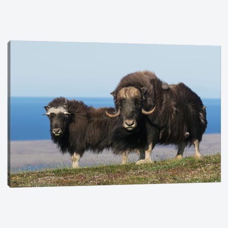 Musk Oxen In Front Of The Bering Sea Canvas Print #CHE169} by Ken Archer Canvas Art Print