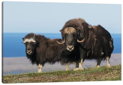 Musk Oxen In Front Of The Bering Sea Canvas Art Print - Bull Art