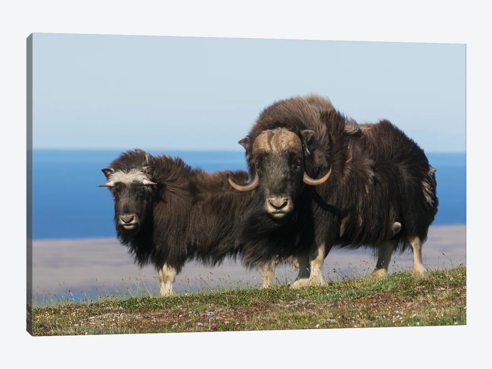 Musk Oxen In Front Of The Bering Sea by Ken Archer 1-piece Canvas Art Print