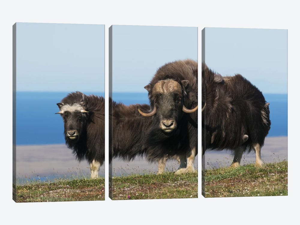 Musk Oxen In Front Of The Bering Sea by Ken Archer 3-piece Art Print