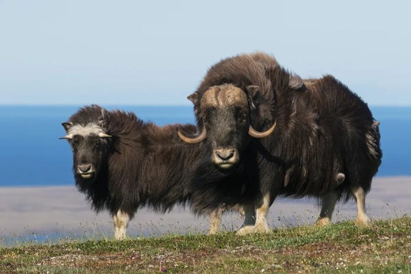 Ken Archer: Musk Oxen In Front Of The Bering Sea by Ken Archer