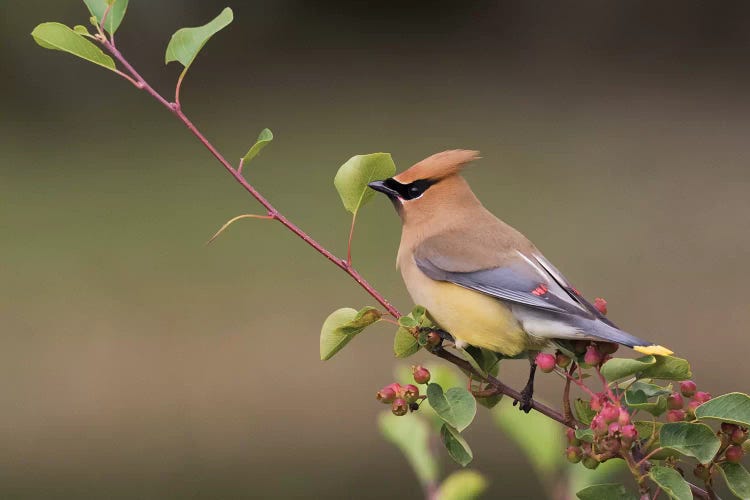 Cedar Waxwing on a blueberry bush