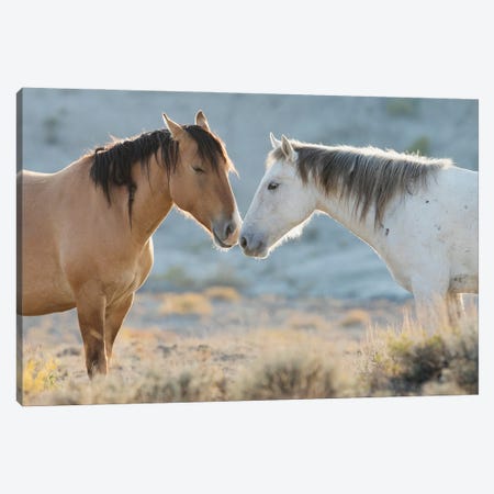 Nose To Nose Sand Wash Basin Wild Mustangs Canvas Print #CHE170} by Ken Archer Canvas Wall Art