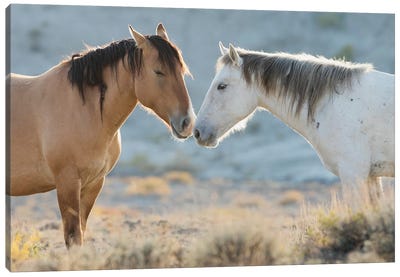 Nose To Nose Sand Wash Basin Wild Mustangs Canvas Art Print