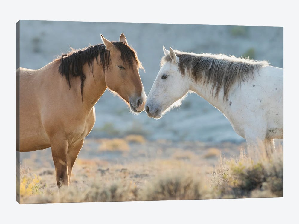 Nose To Nose Sand Wash Basin Wild Mustangs by Ken Archer 1-piece Art Print