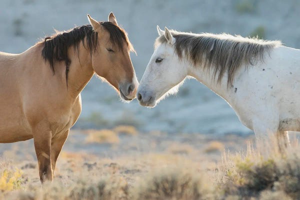 Ken Archer: Nose To Nose Sand Wash Basin Wild Mustangs by Ken Archer
