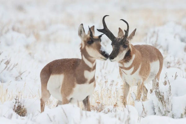Ken Archer: Pronghorn Buck Courting Doe During Autumn Storm by Ken Archer
