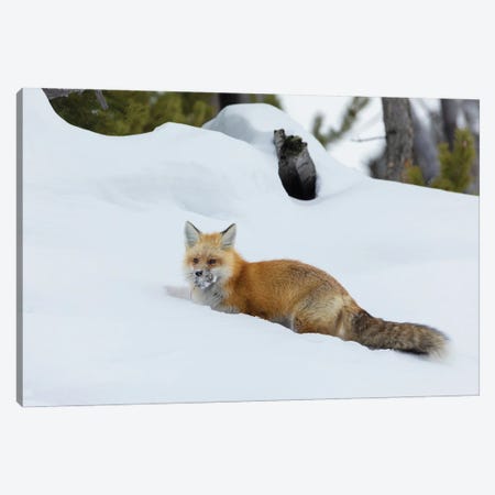 Red Fox With Cached Food Canvas Print #CHE172} by Ken Archer Canvas Art