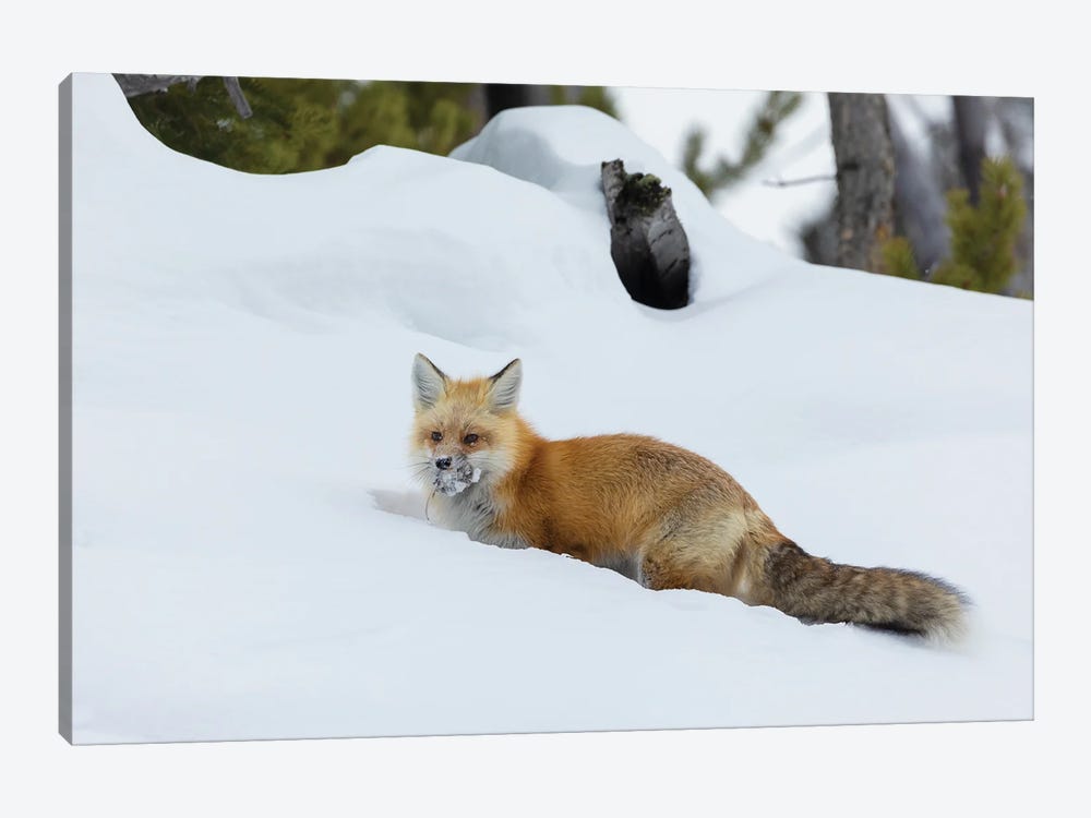 Red Fox With Cached Food by Ken Archer 1-piece Art Print