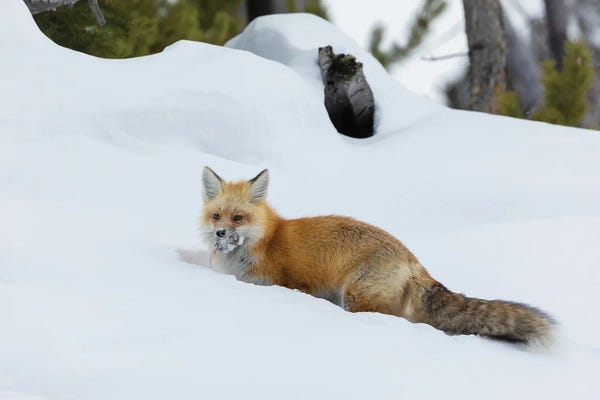 Ken Archer: Red Fox With Cached Food by Ken Archer