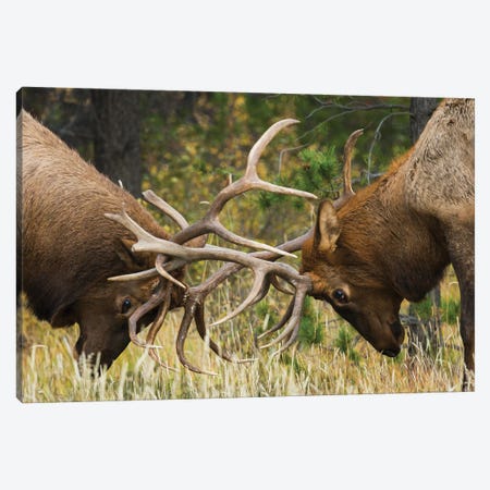 Rocky Mountain Elk, Sparring Bulls Canvas Print #CHE174} by Ken Archer Art Print
