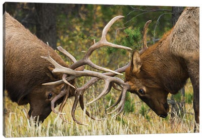 Rocky Mountain Elk, Sparring Bulls Canvas Art Print