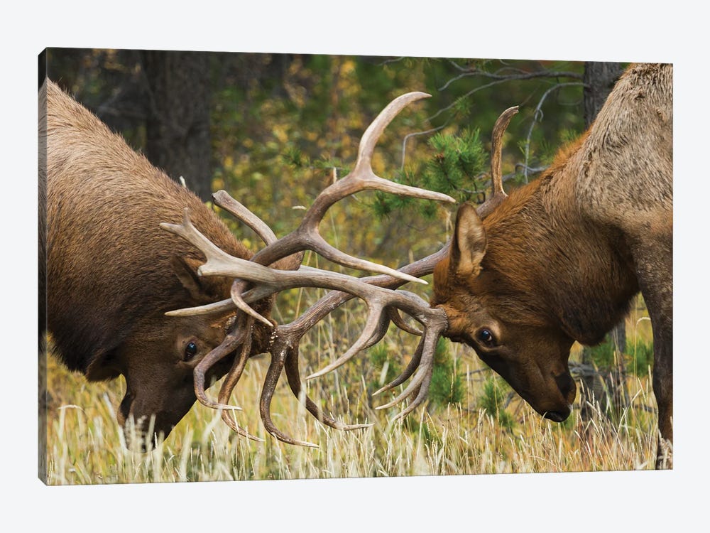 Rocky Mountain Elk, Sparring Bulls by Ken Archer 1-piece Canvas Print