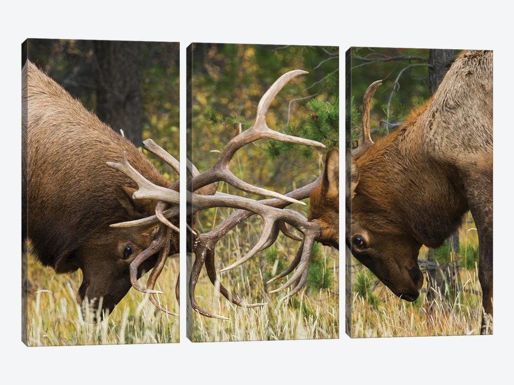 Rocky Mountain Elk, Sparring Bulls by Ken Archer 3-piece Art Print