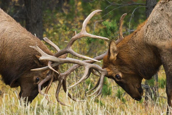 Ken Archer: Rocky Mountain Elk, Sparring Bulls by Ken Archer