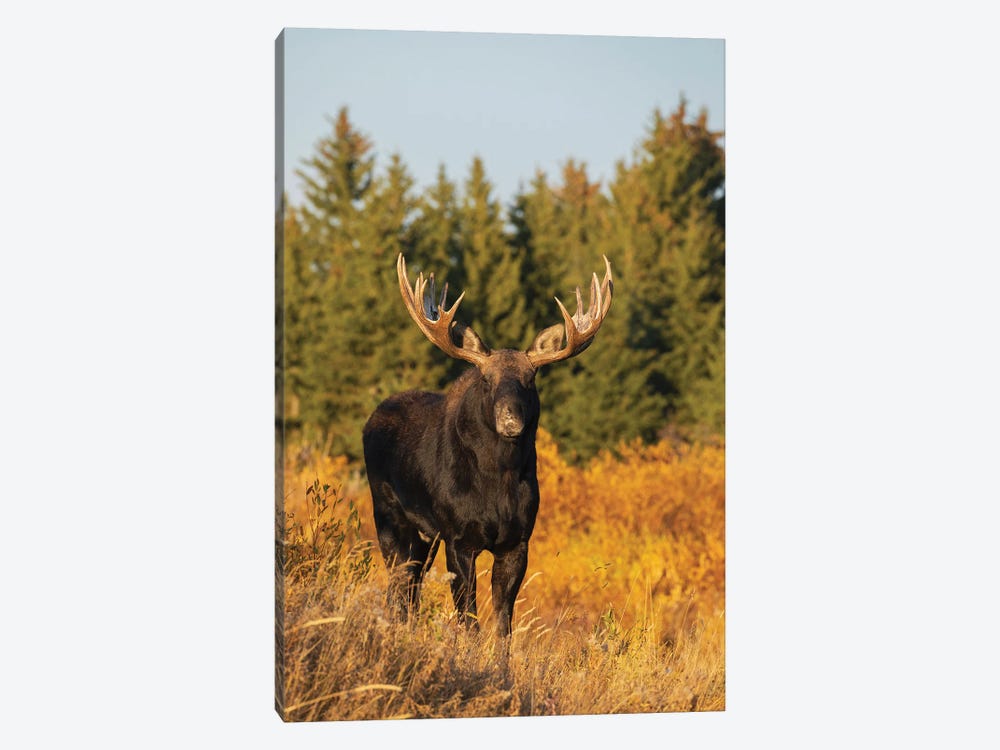 Shiras Bull Moose by Ken Archer 1-piece Canvas Art