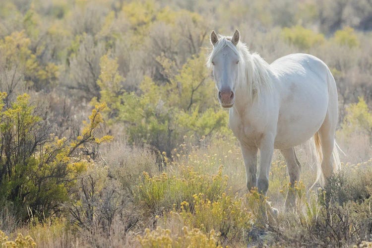 Wild Horse, White Eyes