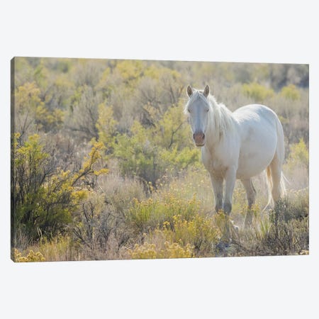 Wild Horse, White Eyes Canvas Print #CHE176} by Ken Archer Canvas Print