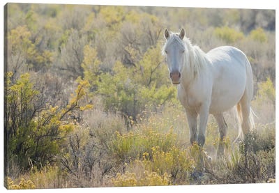 Wild Horse, White Eyes Canvas Art Print