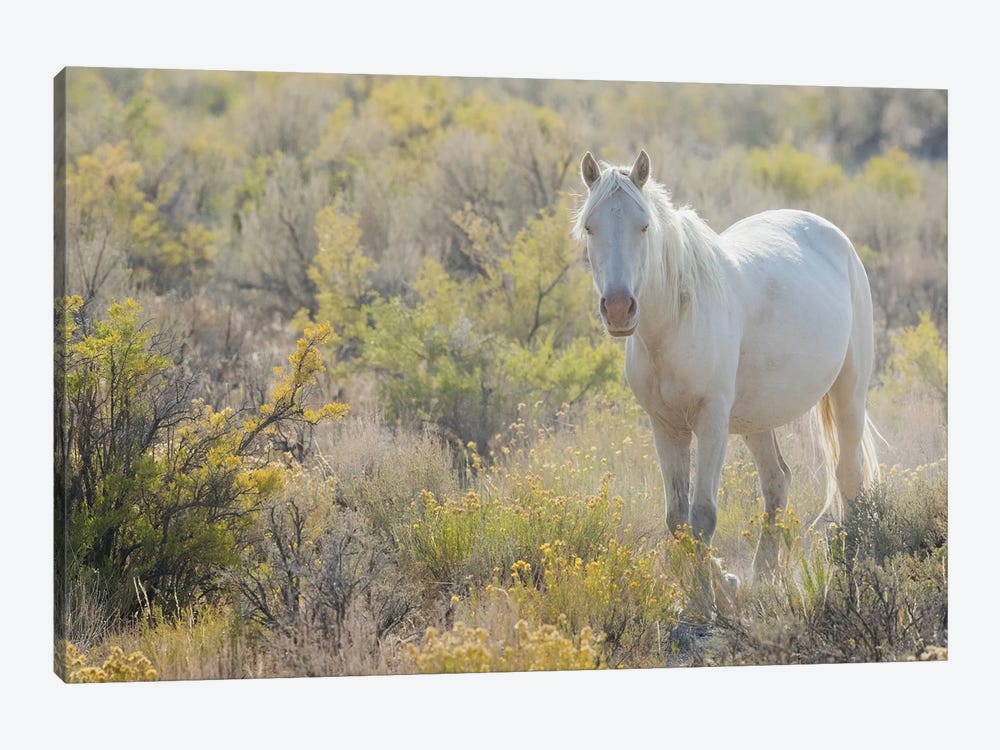 Wild Horse, White Eyes by Ken Archer 1-piece Canvas Art Print