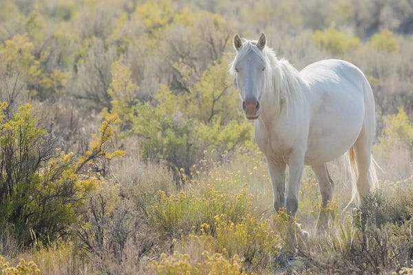 Ken Archer: Wild Horse, White Eyes by Ken Archer