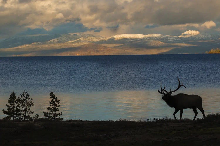 Bull Elk Silhouette At Yellowstone, Wyoming, USA