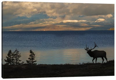 Bull Elk Silhouette At Yellowstone, Wyoming, USA Canvas Art Print