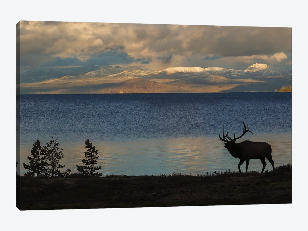 Bull Elk Silhouette At Yellowstone, Wyoming, USA by Ken Archer 1-piece Canvas Art