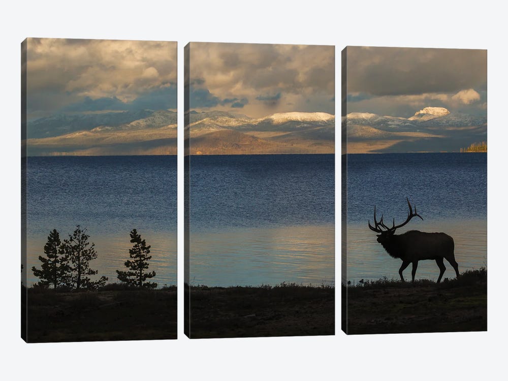 Bull Elk Silhouette At Yellowstone, Wyoming, USA by Ken Archer 3-piece Canvas Art