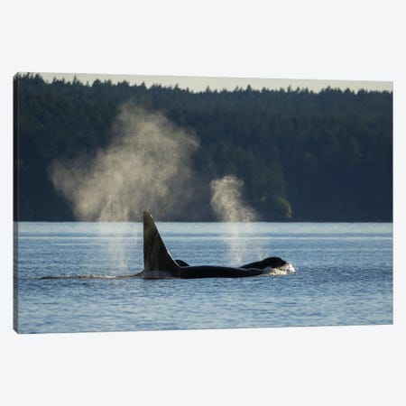 Orcas Surfacing Canvas Print #CHE178} by Ken Archer Canvas Art